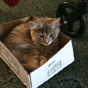 Meet your Posher, Kara